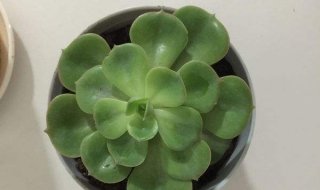 多肉植物图片 多肉植物图片大全简笔画