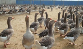 在农村干什么挣钱（在农村干什么挣钱啊?）