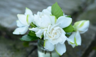 栀子花怎么养（栀子花怎么养家庭养法）