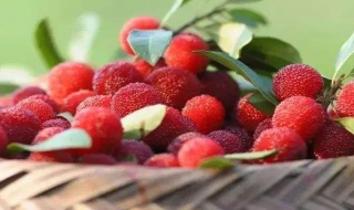 杨梅怎么吃才好（杨梅怎么吃好吃）