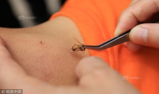 在山上被蜜蜂蛰了怎么办 在山上被蜜蜂蛰了怎么办图片