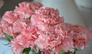 冬天康乃馨怎么养（冬天的康乃馨怎么养）