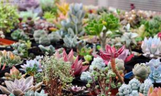 多肉植物图片 多肉植物图片大全大图