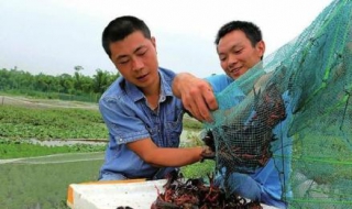 在农村如何赚钱（在农村如何赚钱快）