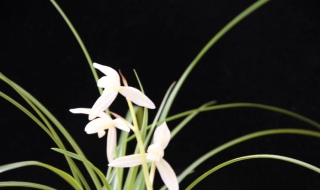 兰花图片 兰花图片大全大图