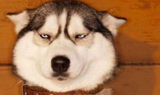 哈士奇图片 哈士奇图片头像