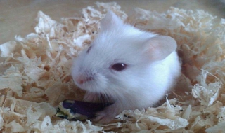 宠物仓鼠怎么养（宠物仓鼠怎么养胖）