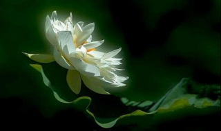 如何做一朵美丽的白莲花（如何做一朵美丽的白莲花?快穿!）