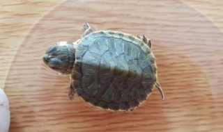 乌龟怎么养 乌龟怎么养才会认主人