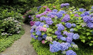 绣球花的养殖方法（绣球花的养殖方法冬季）