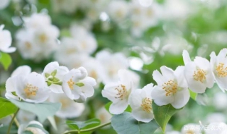 茉莉的养殖方法和注意事项（风车茉莉的养殖方法和注意事项）