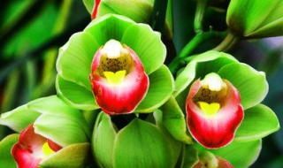 惠兰花怎么养 惠兰花怎么养殖