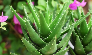 芦荟怎么养才好（芦荟怎么养才好?）