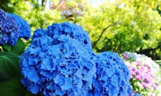 绣球花的养殖方法 绣球花的养殖方法和注意事项