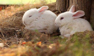 宠物兔子怎么养 宠物兔子怎么养一天喂几次