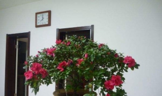 杜鹃花的养殖方法和注意事项 杜鹃花的养殖方法和注意事项 盆栽仙客来