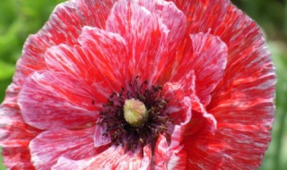 罂粟花图片 罂粟花图片 唯美