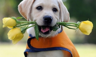 拉布拉多图片（拉布拉多图片大全大图）