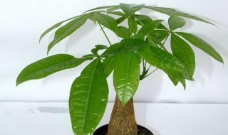 发财树的养殖方法和注意事项（金钱树的养殖方法和注意事项）