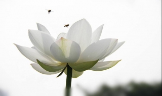 如何折纸白莲花 折纸白莲花折法