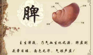 脾虚怎么调理 脾虚怎么调理吃点什么食物好