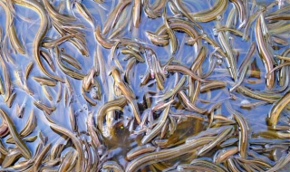 黄鳝吃什么 野生黄鳝吃什么