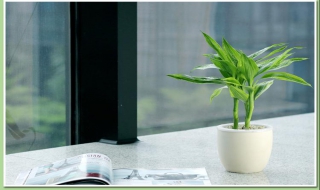 手把手教你富贵竹怎么养（富贵竹怎么养 方法）