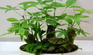 发财树的养殖方法和注意事项（发财树的养殖方法和注意事项浇水）