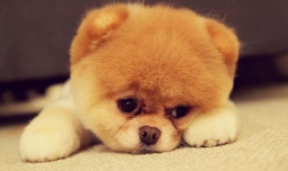 博美犬图片 博美犬图片 可爱