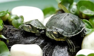 你知道怎么养好乌龟吗?（你知道怎么养好乌龟吗英文）