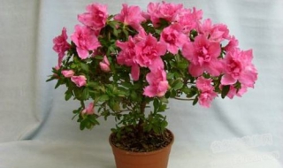 杜鹃花的养殖方法和注意事项 杜鹃花的养殖方法和注意事项 盆栽栀子花