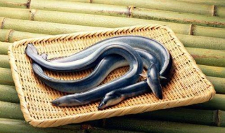 黄鳝吃什么（野生黄鳝吃什么）