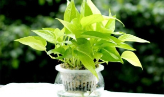 绿萝的养殖方法和注意事项 水培绿萝的养殖方法和注意事项
