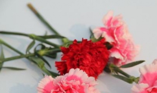 康乃馨怎么养 康乃馨怎么养护与繁殖