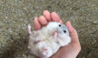 仓鼠怎么养 仓鼠怎么养才亲近你