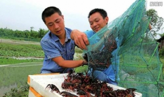 在农村如何赚钱 在农村如何赚钱呢