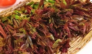 香椿怎么吃 香椿怎么吃才没有毒