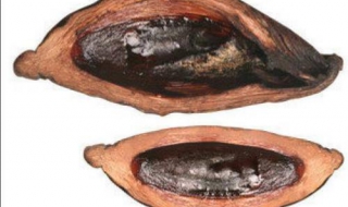 槟榔是什么（槟榔是什么意思女生）