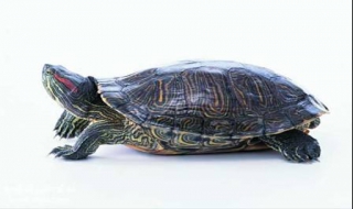 乌龟怎么养才能健康长寿（乌龟怎么养才能健康长寿呢）