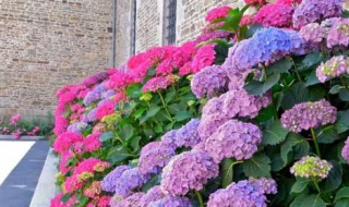 绣球花的养殖方法（绣球花的养殖方法和修剪）