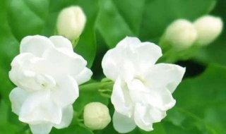 茉莉的养殖方法和注意事项（茉莉的养殖方法和注意事项有哪些）