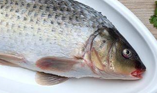 鲤鱼怎么做好吃（鲤鱼怎么做好吃又简单家常的）