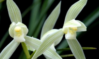 兰花图片 兰花图片100种