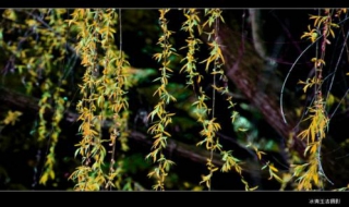 诗句：新枝柳青任风疏的创作过程（心青惊杨色叶柳上事组成一句诗）