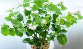 茉莉花可以水培吗， 茉莉花可以水培吗?