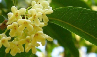 桂花开花时间是几月（桂花是几月开花?）