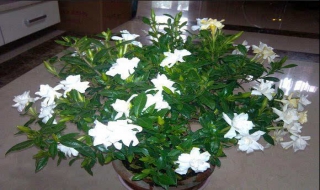 栀子花怎么养才更加具有观赏价值 栀子花怎吗养