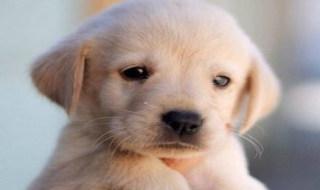 拉布拉多图片 拉布拉多图片幼犬