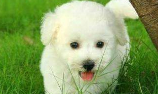 比熊犬图片（比熊犬图片 幼犬）