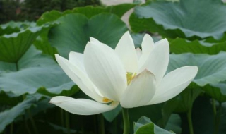 白莲花 白莲花度假村第二季第六集